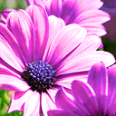 动的花.gif