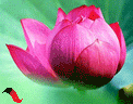 p1.gif