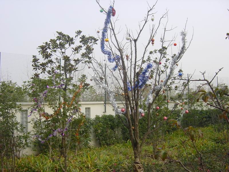 圣诞树.jpg