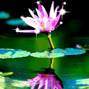花０２.gif
