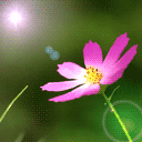 花０３.gif