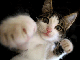 d57951121.gif