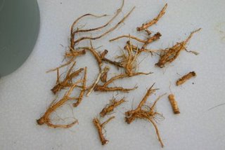 IMG_3826.JPG