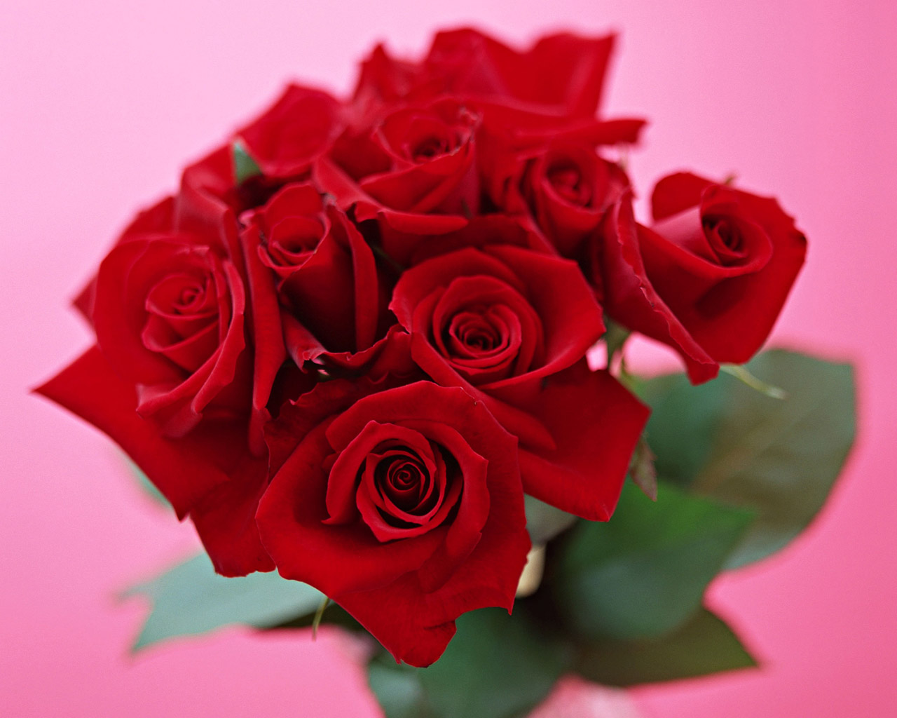 rose006.jpg