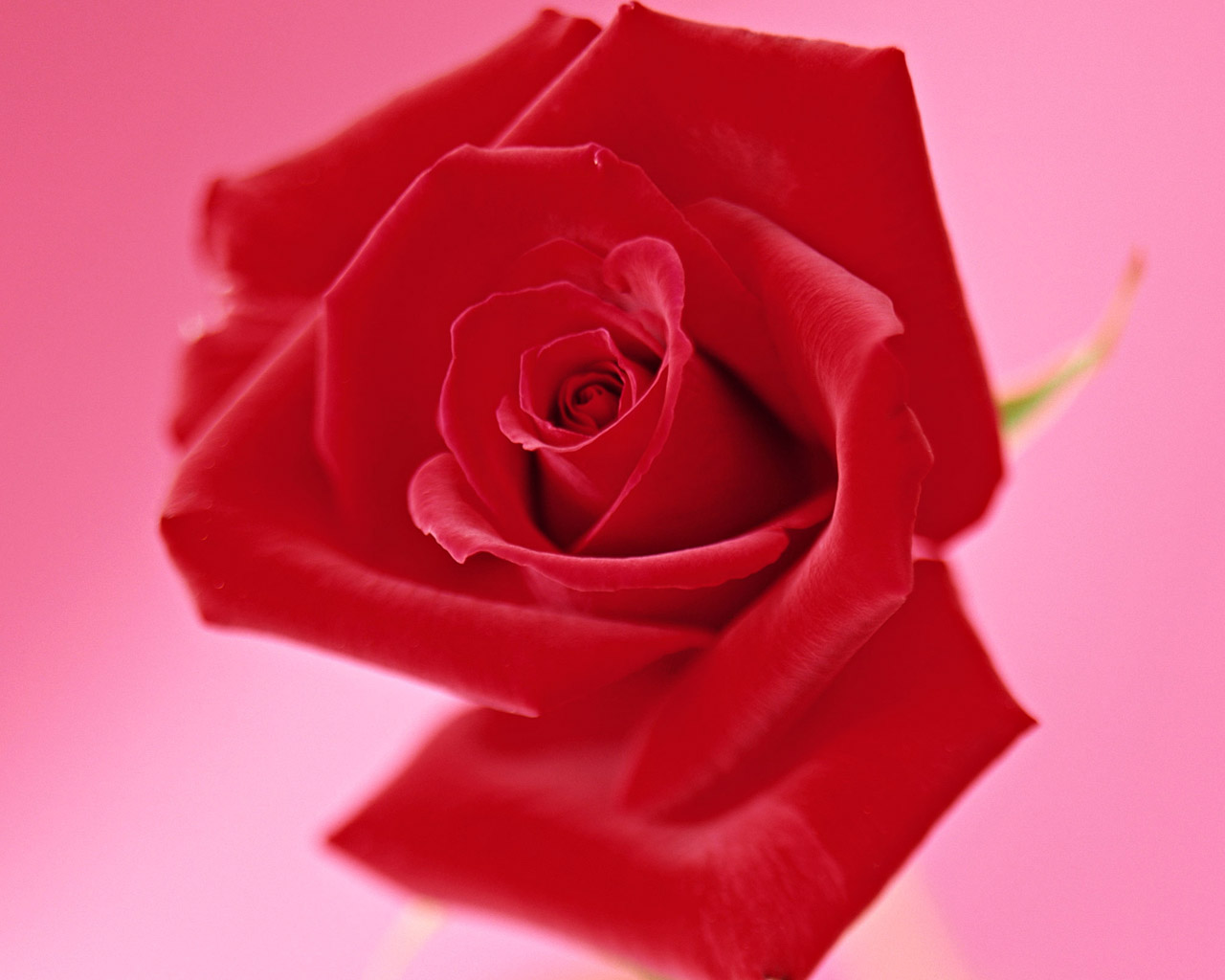 rose001.jpg
