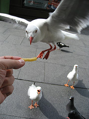 330036005_9c8670ba4c_m.jpg