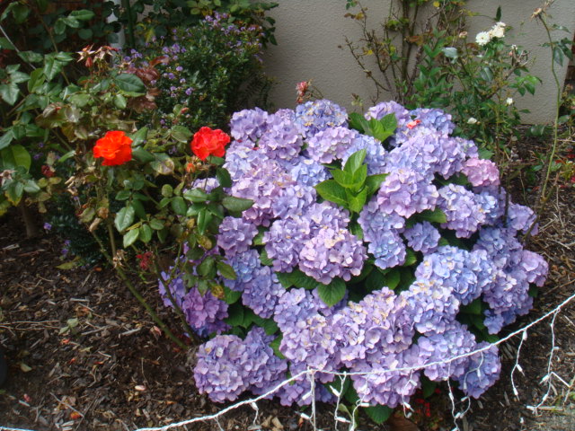 DSC02113.JPG