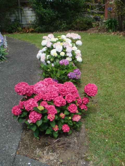 DSC02110.JPG